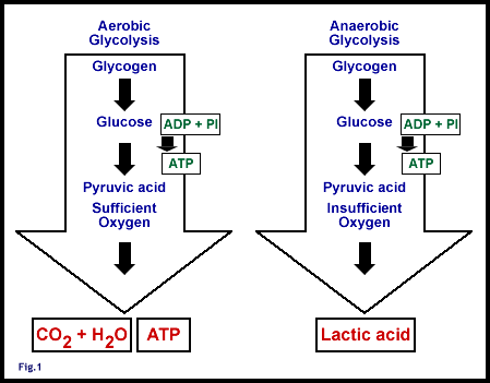 Three energy system that are responsible to the production of atp essay